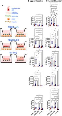 Epigenetic regulation in epithelial cells and innate lymphocyte responses to S. Typhi infection: insights into IFN-γ production and intestinal immunity